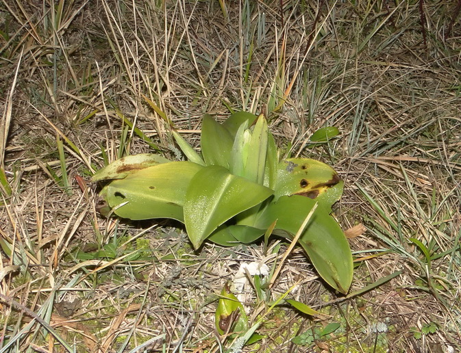 Himantoglossum robertianum del Chianti